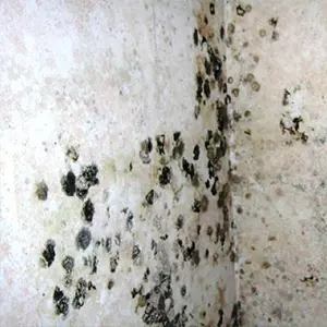 Champignons