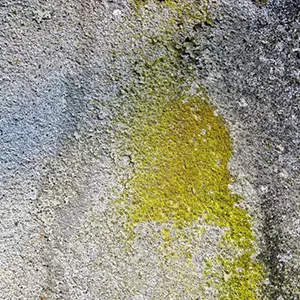Lichen façade